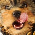 7 Best Foods for Yorkie Puppies