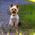 7 Facts About Yorkie Origins You Never Knew