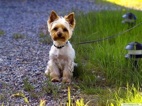 7 Facts About Yorkie Origins You Never Knew