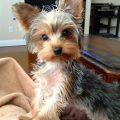 7 Month Old Yorkie