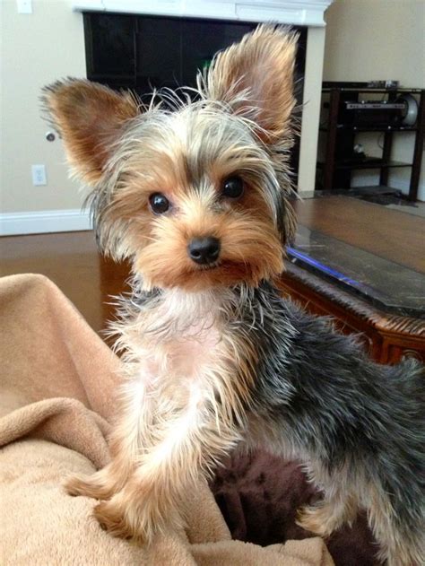 7 Month Old Yorkie