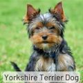 7 Must-Know Summer Tips for Yorkshire Terriers