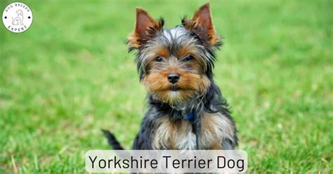 7 Must-Know Summer Tips for Yorkshire Terriers