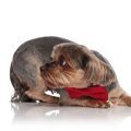 7 Signs Your Yorkie Has Anxiety: Solutions Inside