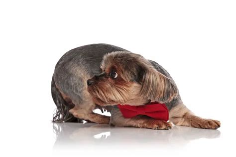 7 Signs Your Yorkie Has Anxiety: Solutions Inside