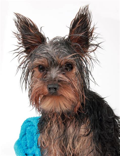 7 Simple Steps to Bathing Your Yorkshire Terrier