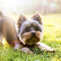 7 Summer Hazards for Yorkshire Terriers