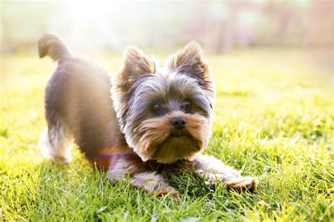 7 Summer Hazards for Yorkshire Terriers