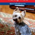 7 Training Tips for Yorkie Owners