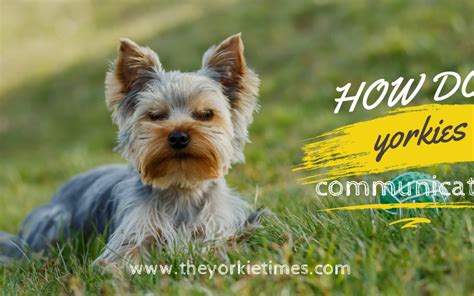 7 Ways Yorkies Communicate Their Needs