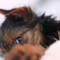 8 Common Yorkie Fear Responses Explained