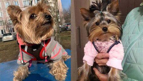 8 Common Yorkie Personality Changes With Age