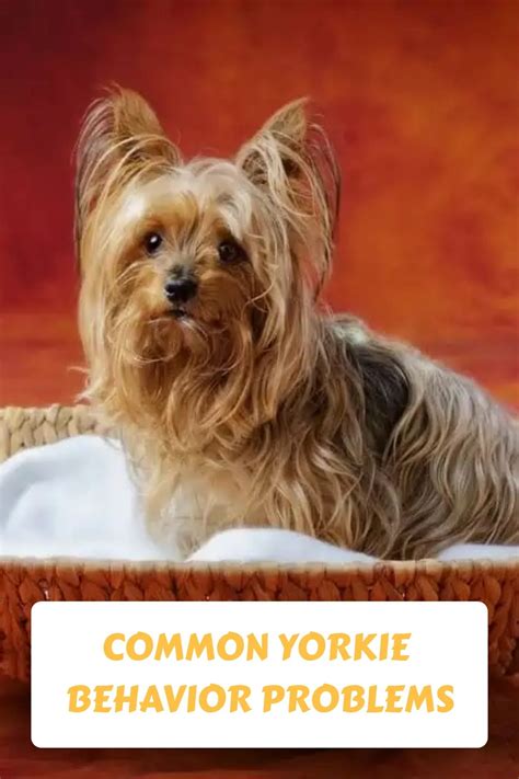 8 Common Yorkie Social Behaviors