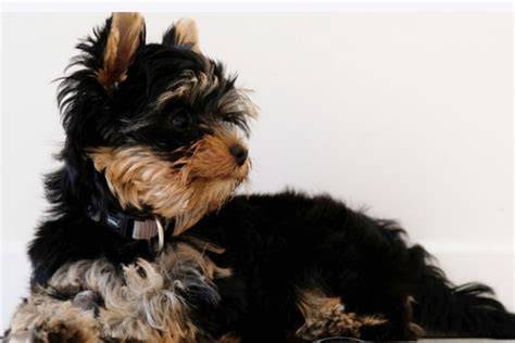 8 Common Yorkie Stress Signals Decoded