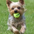 8 Games to Keep Your Yorkie Active