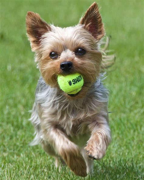 8 Games to Keep Your Yorkie Active