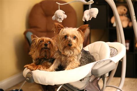 8 Hidden Signs Your Yorkie Is Stressed Out