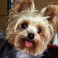 8 Signs Your Yorkie Is More Independent Than You Think