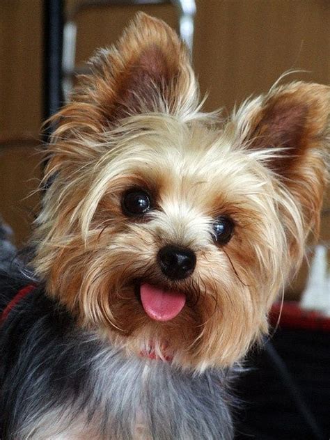 8 Signs Your Yorkie Is More Independent Than You Think