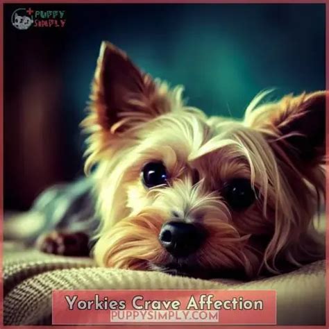 8 Signs Your Yorkie Needs More Attention