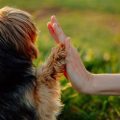 8 Ways Yorkies Bond With Their Owners