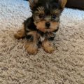 8 Week Old Yorkies