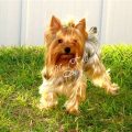 9 Oldest Known Yorkshire Terrier Bloodlines