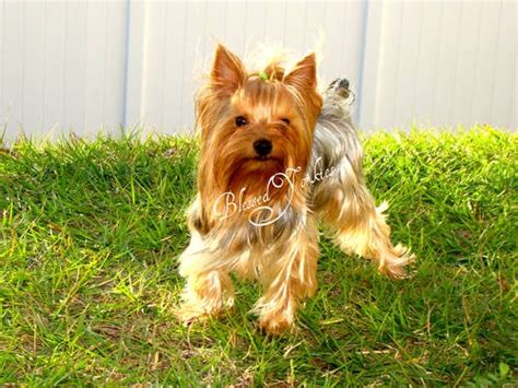 9 Oldest Known Yorkshire Terrier Bloodlines