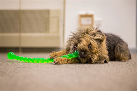 9 Signs Your Yorkie Needs More Mental Stimulation