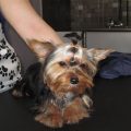 9 Ways Yorkies Express Their Emotions