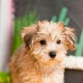 About Yorkie Poo Puppies