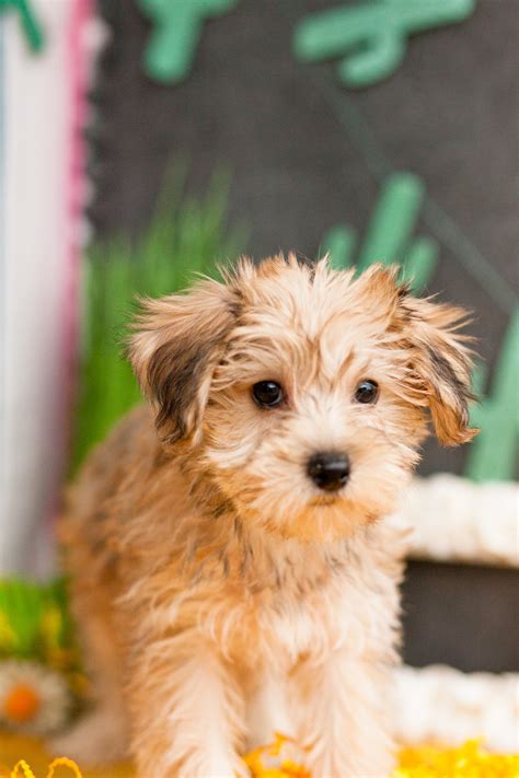 About Yorkie Poo Puppies