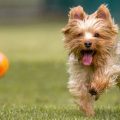 About Yorkies Terrier Behavior