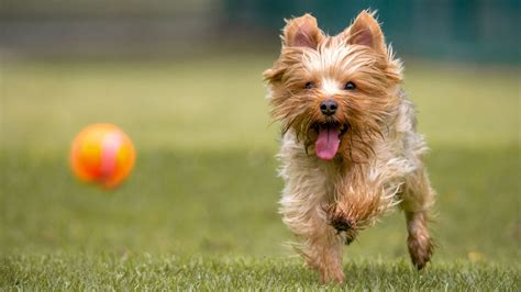 About Yorkies Terrier Behavior