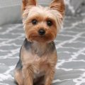 Adult Yorkie Puppy Cut