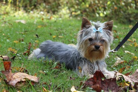 Adult Yorkies