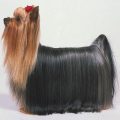 Akc Standards For Yorkshire Terrier