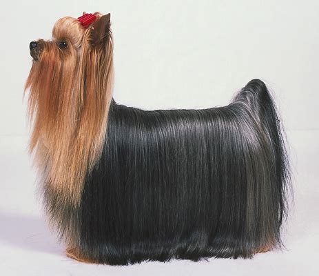 Akc Standards For Yorkshire Terrier