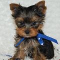 Akc Teacup Yorkie Breeders