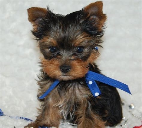 Akc Teacup Yorkie Breeders