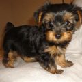 Akc Yorkie Poo Breeders