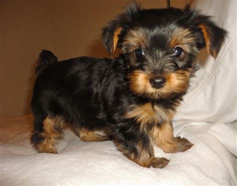 Akc Yorkie Poo Breeders