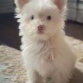 Albino Yorkies