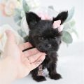 All Black Teacup Yorkie