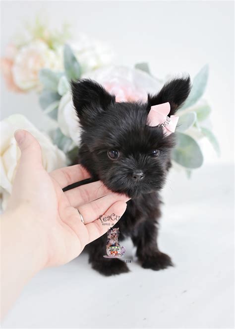 All Black Teacup Yorkie