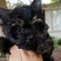 All Black Yorkie