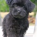 All Black Yorkie Poo