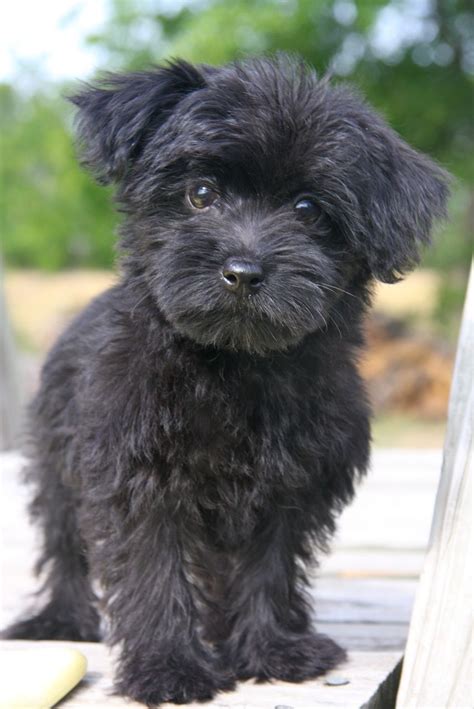 All Black Yorkie Poo