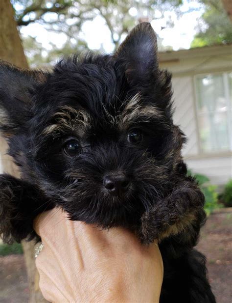 All Black Yorkie