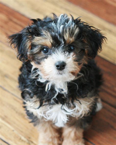 All White Yorkie Poo